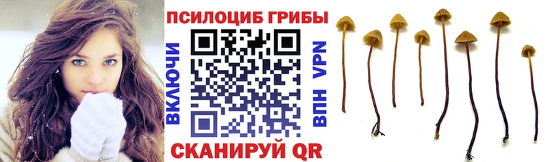 Купить где  Новосокольники  Галлюциногенные грибы Psilocybe 